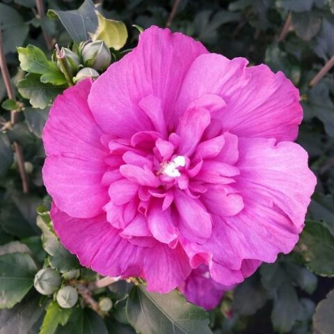 Hibiscus syriacus "MagentaChiffon" (Ibisco) [Vaso 19cm]