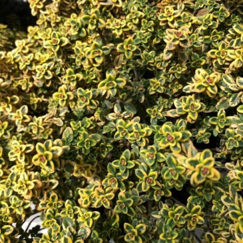 Thymus citriodorus "Anderson Gold" (Timo) [Vaso 14cm]