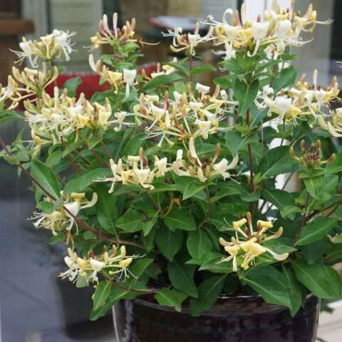 Lonicera japonica "Honey Baby" [Vaso 18cm]
