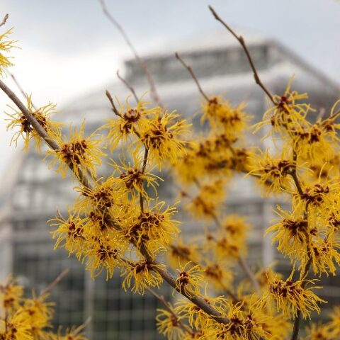 Hamamelis x intermedia "Barmstedt Gold" [Vaso 24cm]