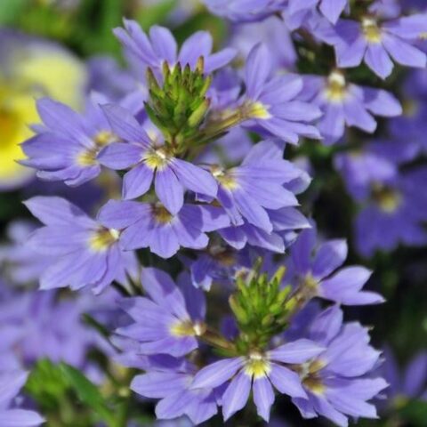 Scaevola Surdiva "Wonder Blue" [Vaso 10,5cm]