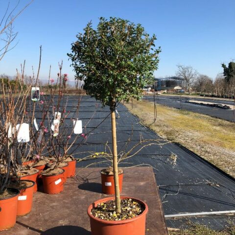 Ligustrum delavayanum - jonandrum (Ligustro) [H. 80 cm.]