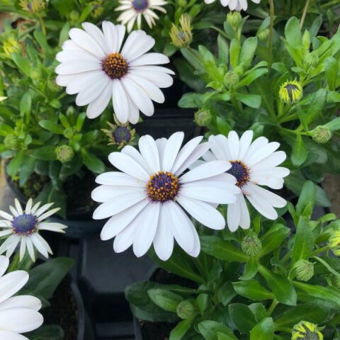 Osteospermum margarita "White" [Vaso 10,5cm]