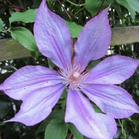 Clematis jackmanii "Dorothy Walton" (Clematide) [Vaso 15cm]