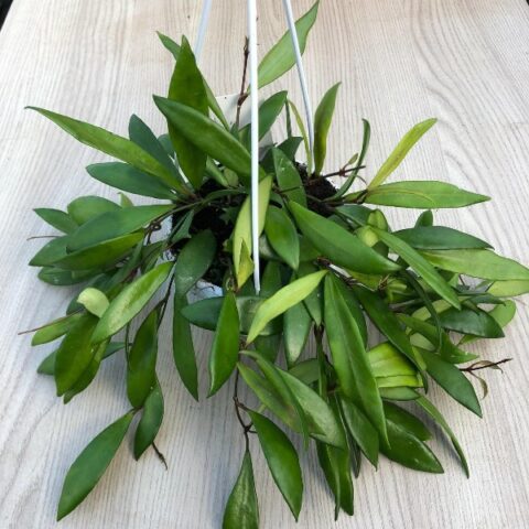 Hoya davidcummingii (Fiore di cera) [Vaso 12cm | H. 35 cm.]