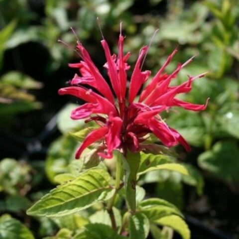 Monarda didyma (Goldmelisse) [Vaso 11x11cm]