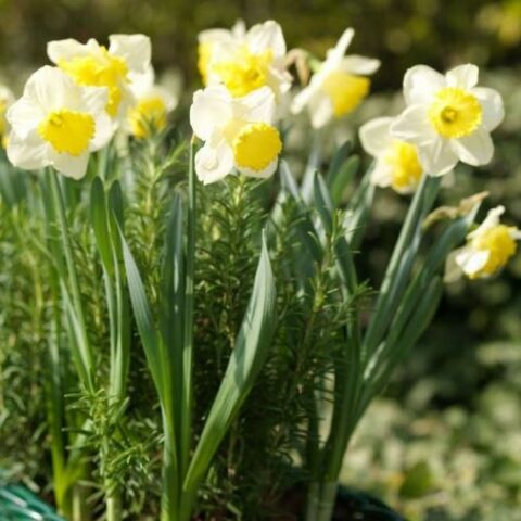 Narcissus grootkronige "Ice Follies" [Vaso 12cm]