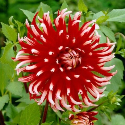 Dahlia cactus Friquolet - Dalia (1 BULBO)