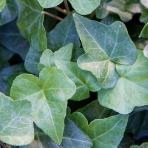 Hedera helix "Shamrock" (Edera) [Vaso 18cm basket]