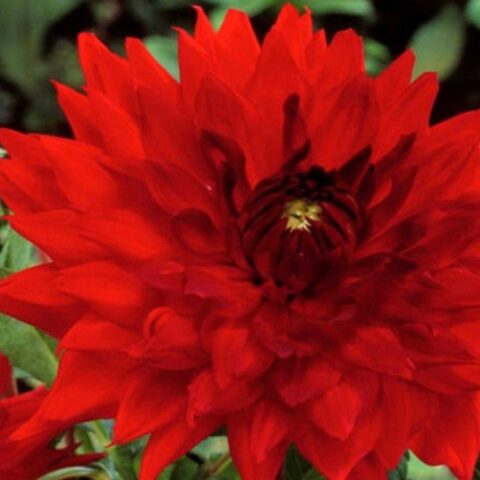 Dahlia Decorative Deutschland - Dalia (1 BULBO)