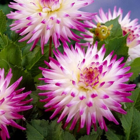 Dahlia cactus Harley Jane - Dalia (1 BULBO)