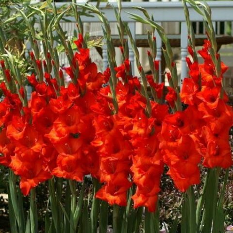 Gladiolus Mascagni - Gladiolo (10 BULBI)