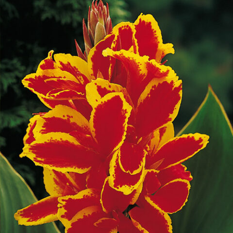 Canna Dwarf Golden Lucifer (1 BULBO)