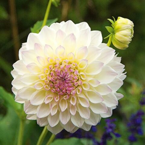 Dahlia Ball Eveline - Dalia (1 BULBO)