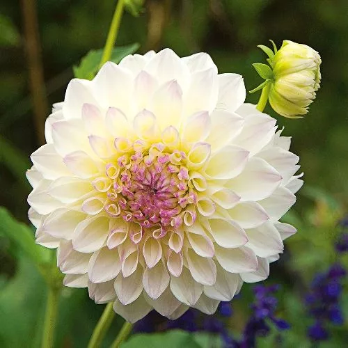 Dahlia Ball Eveline - Dalia (1 BULBO)