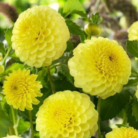 Dahlia Ball Golden Torch - Dalia (1 BULBO)