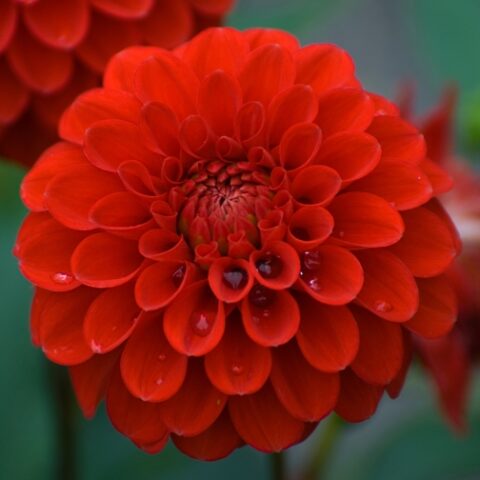 Dahlia Ball Red Cap - Dalia (1 BULBO)