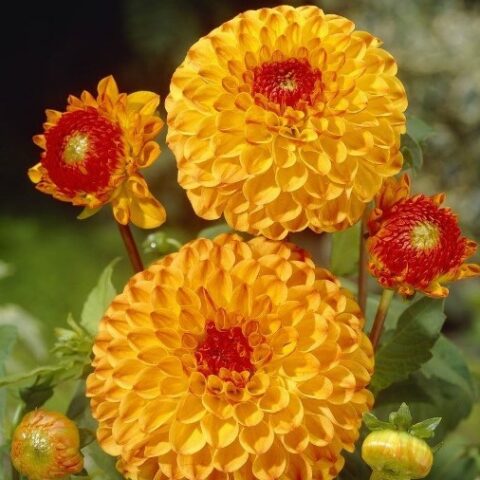 Dahlia Ball Sunny Boy - Dalia (1 BULBO)