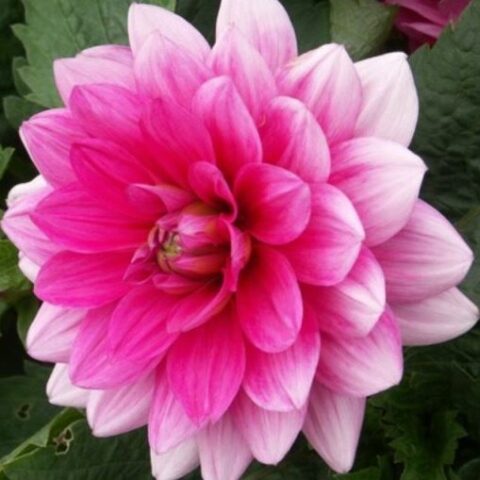 Dahlia Border Decorative Bluesette - Dalia (1 BULBO)
