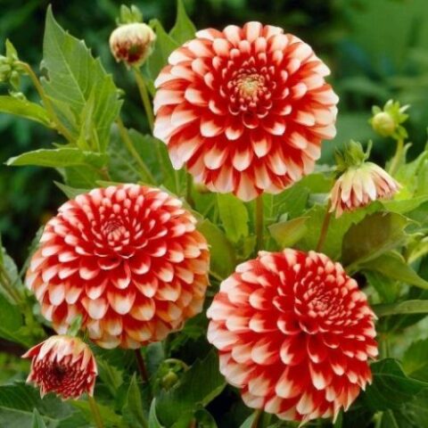 Dahlia Border Decorative Musette - Dalia (1 BULBO)