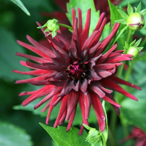 Dahlia cactus Nuit d'Et - Dalia (1 BULBO)
