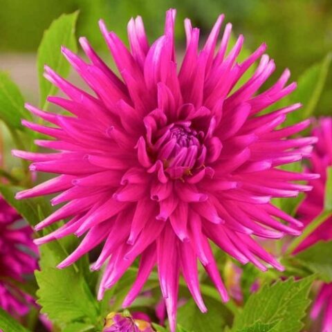 Dahlia cactus Purple Gem - Dalia (1 BULBO)