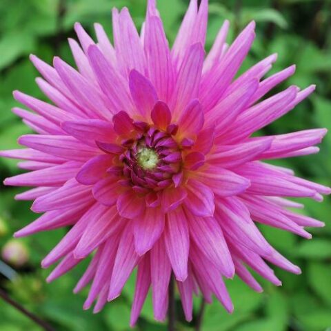 Dahlia cactus Sugar Diamond - Dalia (1 BULBO)