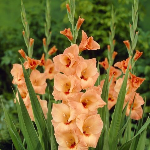 Gladiolus Peter Pears - Gladiolo (10 BULBI)