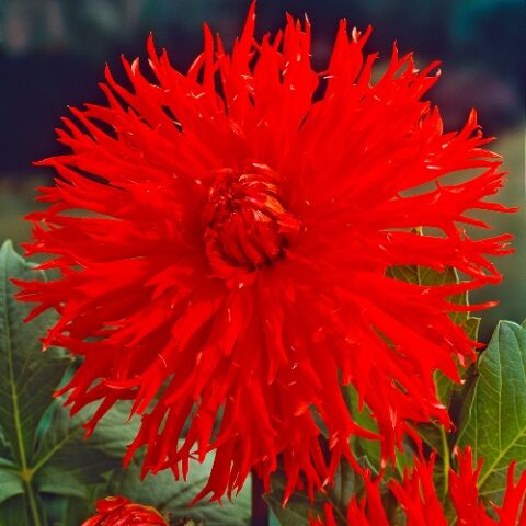 Dahlia cactus Apache - Dalia (1 BULBO)
