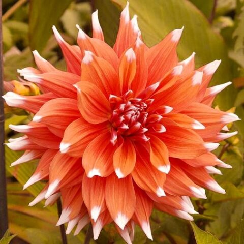 Dahlia cactus Color Spectacle - Dalia (1 BULBO)