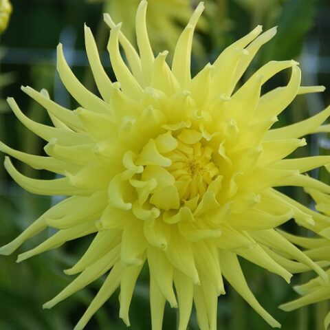 Dahlia cactus Kennemerland - Dalia (1 BULBO)