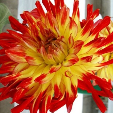 Dahlia cactus Vuurvogel - Dalia (1 BULBO)