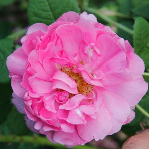 Empress Josephine [Vaso 19cm]
