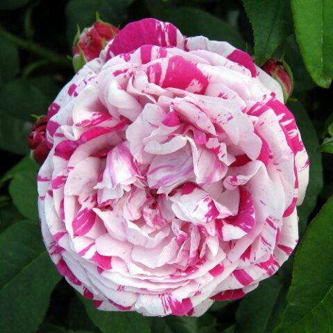 Variegata diBologna [Vaso 11x11cm]