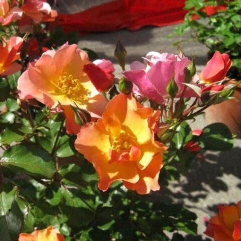 Chinensis Mutabilis [Vaso 18cm]