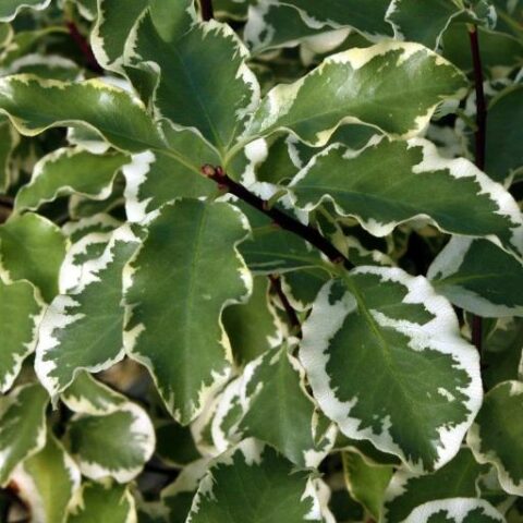 Pittosporum tenuifolium "Variegatum" (Pittosporo o Pitosforo) [Vaso 24cm]