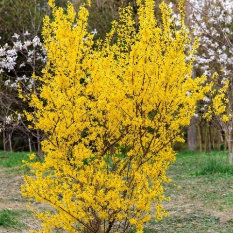 Forsythia x intermedia "Lynwood" [Vaso 18cm]
