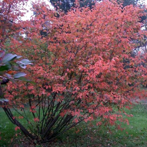 Amelanchier canadensis [Vaso 1,5 Litri]