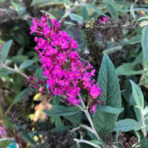 Buddleja davidii "Summer Beauty" [Vaso 24cm]