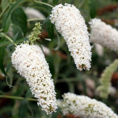 Buddleja davidii "White Bouquet" [Vaso 18cm]