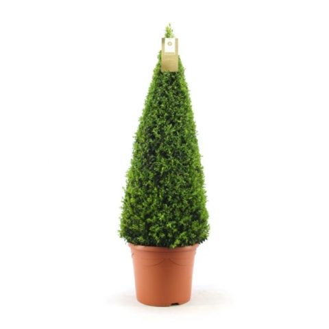 Buxus sempervirens - Piramide (Bosso)