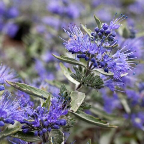Caryopteris x clandonensis "Petit Bleu" [Vaso 18cm]