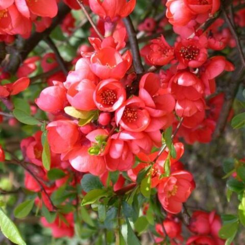 Chaenomeles speciosa "Rubra" [Vaso 24cm]
