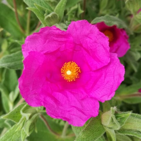 Cistus x pulverulentus "Sunset" (Cisto) [Vaso 18cm]