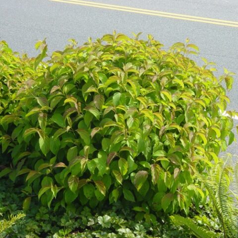 Cornus stolonifera "Kelseyi" [Vaso 17cm]