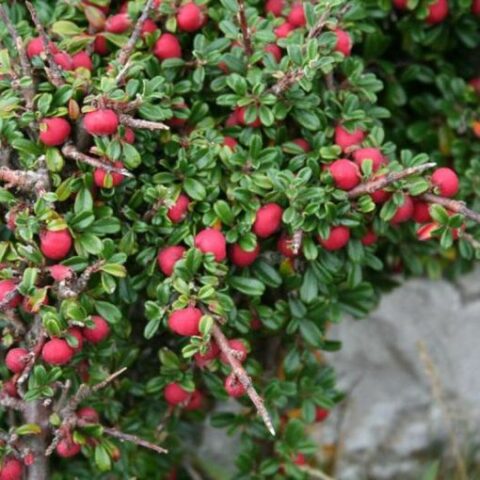 Cotoneaster microphyllus [Vaso 18cm]
