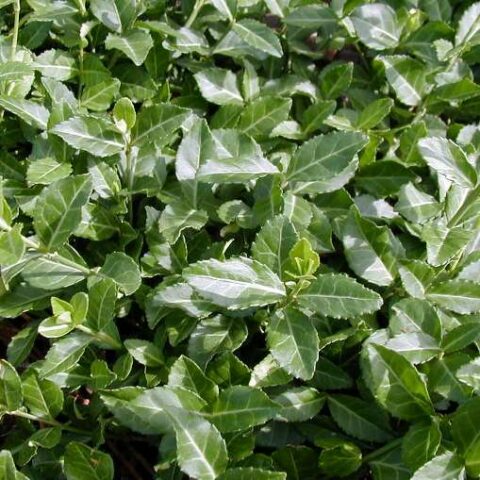 Euonymus fortunei "Coloratus" (Evonimo) [Vaso 15cm]