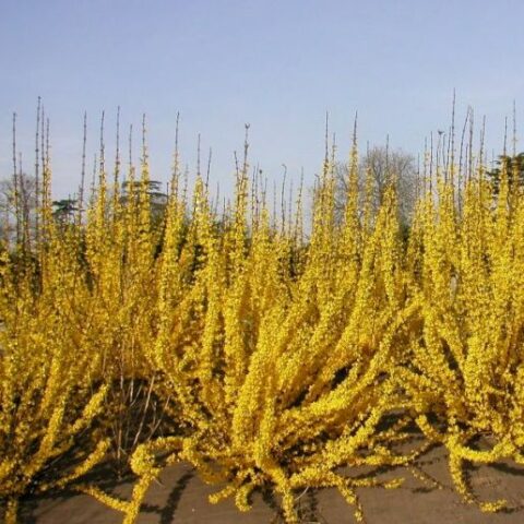 Forsythia x intermedia "Mle d'Or" [Vaso 18cm]