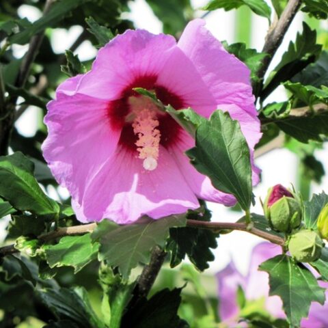 Hibiscus syriacus "Rosalbane" (Ibisco) [Vaso 19cm]