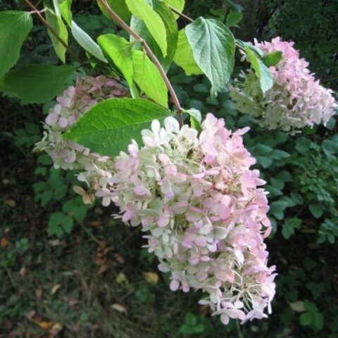 Hydrangea paniculata "Grandiflora" (Ortensia) [Vaso 17cm]